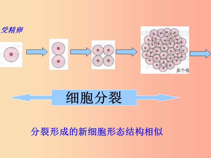 陕西省七年级生物上册 2.2.2动物体的结构层次课件2 新人教版.ppt_第3页