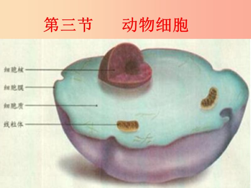 安徽省七年级生物上册2.1.3动物细胞课件2 新人教版.ppt_第1页