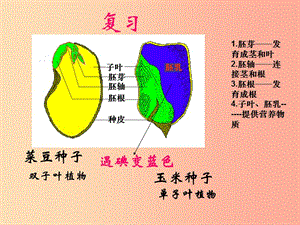 吉林省七年級(jí)生物上冊(cè) 3.2.1 種子的萌發(fā)課件 新人教版.ppt