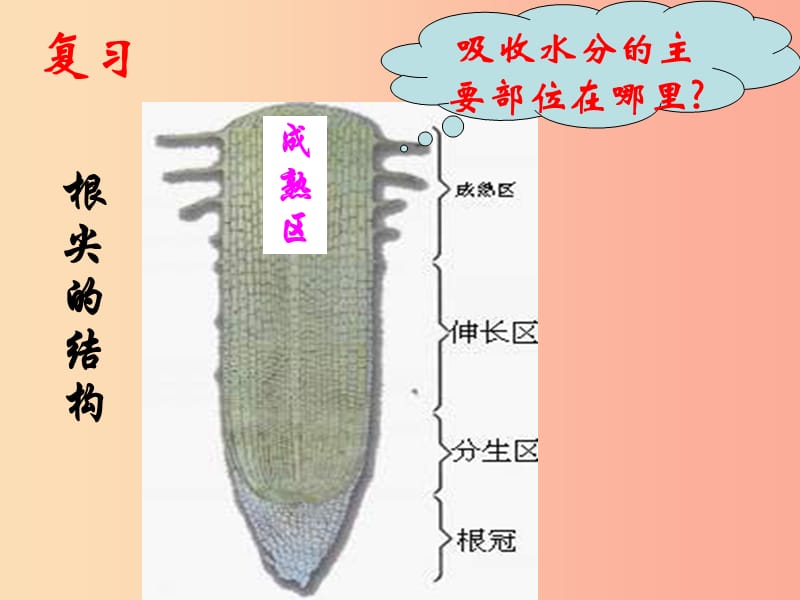 陜西省七年級生物上冊 3.3綠色植物與生物圈的水循環(huán)課件1 新人教版.ppt_第1頁