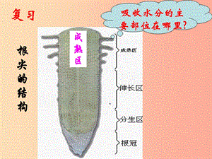 陜西省七年級生物上冊 3.3綠色植物與生物圈的水循環(huán)課件1 新人教版.ppt