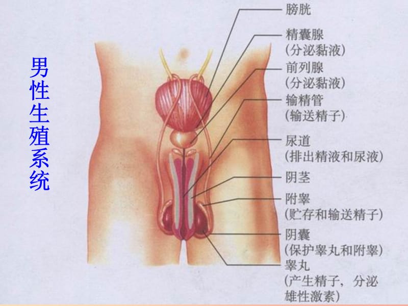 广东省七年级生物下册 第四单元 第一章 人的由来人的生殖系统课件 新人教版.ppt_第3页