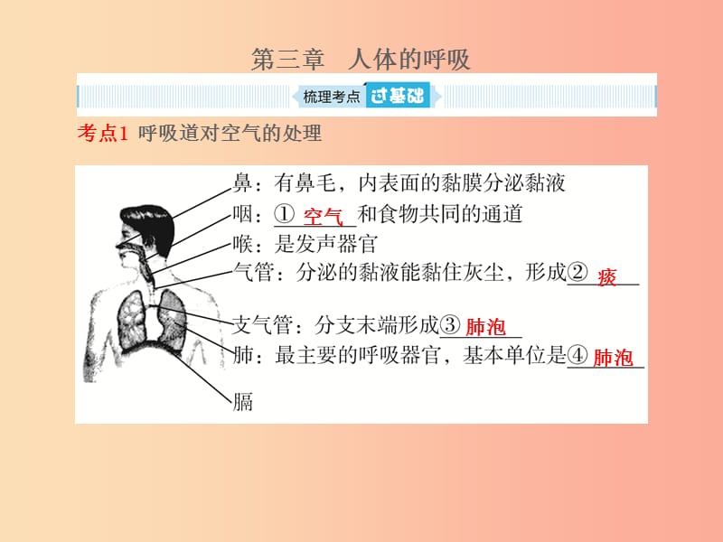 （聊城专版）山东省2019年中考生物总复习 第四单元 生物圈中的人 第三章 人体的呼吸课件.ppt_第1页