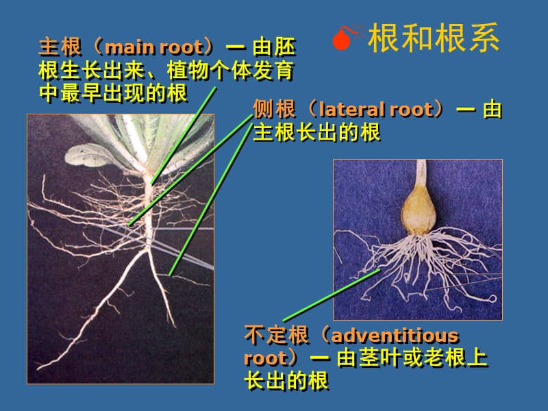 植物体的形态结构和发育(根)-杨.ppt_第2页