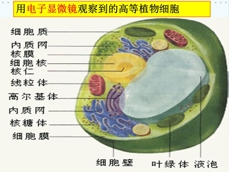 原核细胞和真核细胞.ppt_第3页