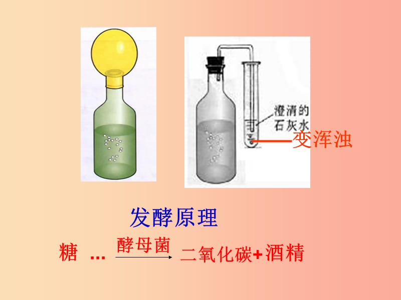 吉林省通化市八年级生物上册 5.4.5人类对细菌和真菌的利用课件 新人教版.ppt_第3页