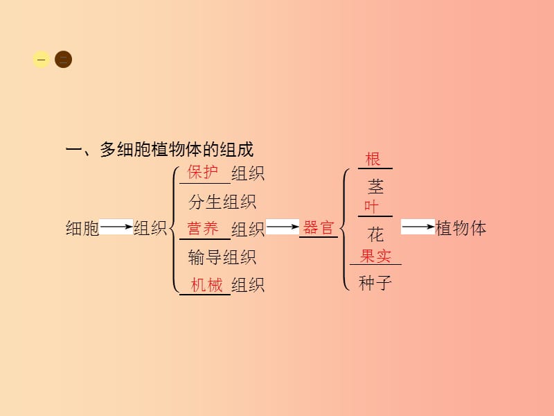 七年级生物上册2.4.2多细胞生物体的组成习题课件新版苏教版.ppt_第2页