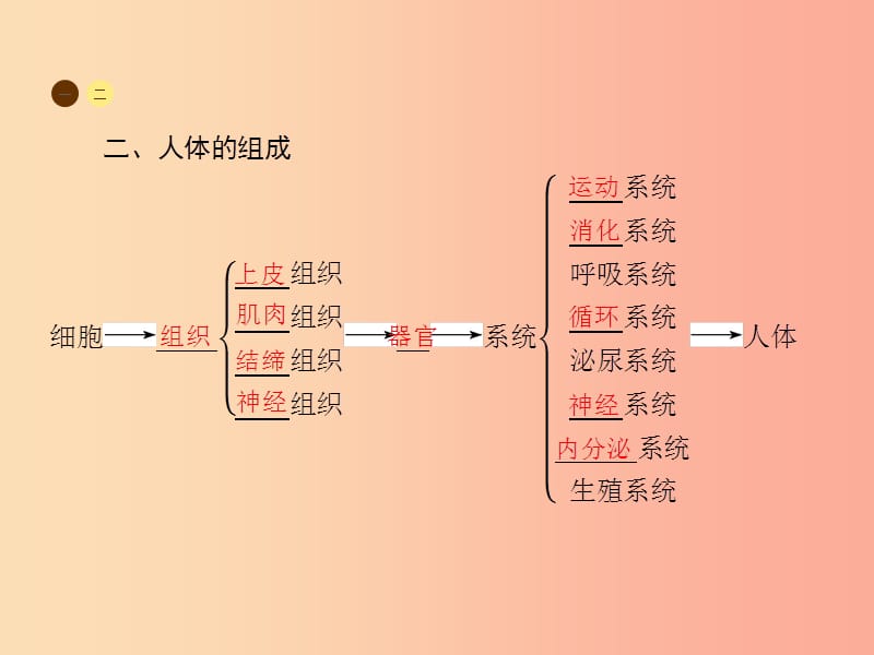 七年级生物上册2.4.2多细胞生物体的组成习题课件新版苏教版.ppt_第3页