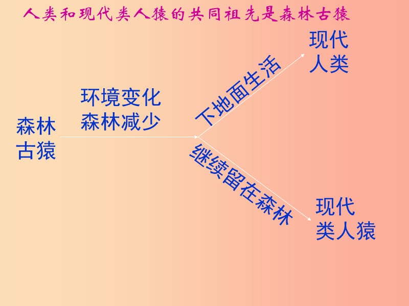 安徽省七年级生物下册4.1.1人类的起源和发展课件4 新人教版.ppt_第2页