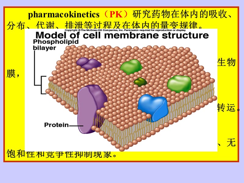 药物代谢动力学.ppt_第3页