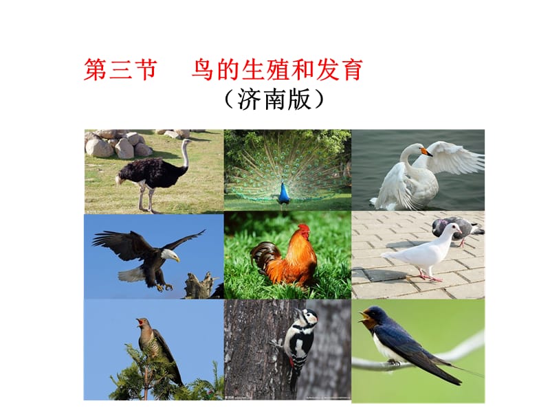 鸟的生殖和发育(济南).ppt_第2页