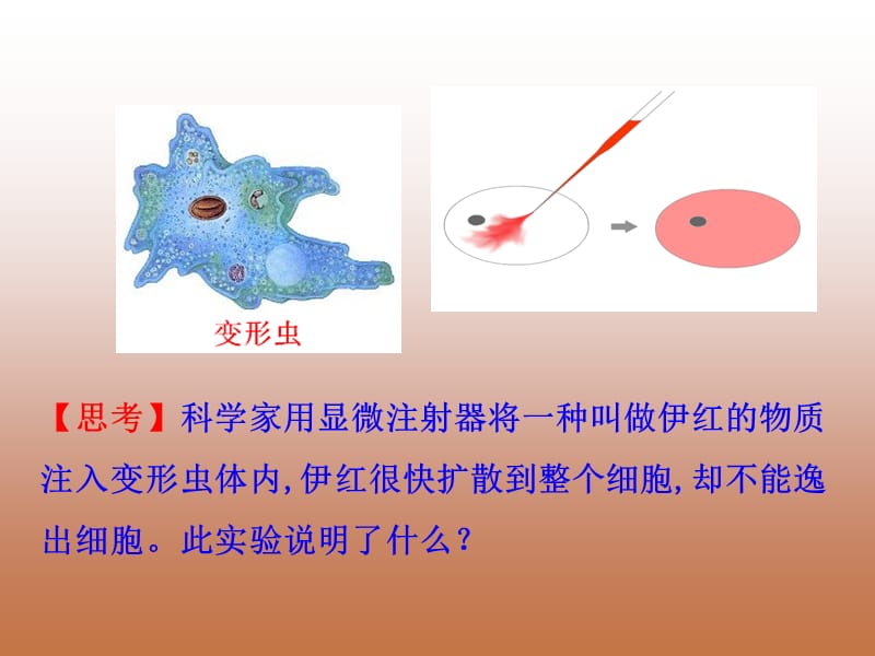 细胞膜-系统的边界上.ppt_第3页