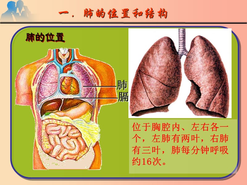 七年级生物下册4.3.2发生在肺内的气体交换课件3 新人教版.ppt_第2页