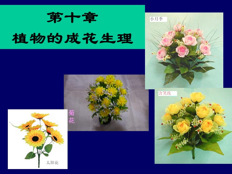 《植物的成花生理》PPT课件.ppt_第1页