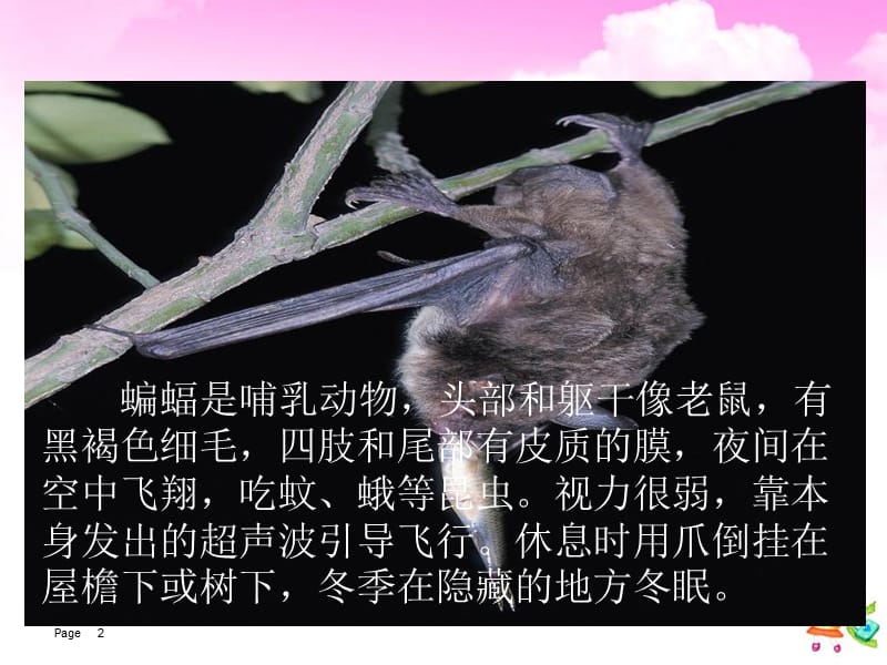 蝙蝠和雷达课件.ppt_第2页