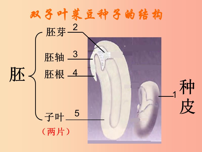 陕西省七年级生物上册 3.2.1种子的萌发课件2 新人教版.ppt_第1页