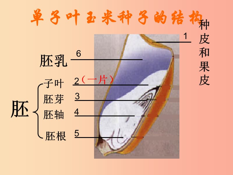 陕西省七年级生物上册 3.2.1种子的萌发课件2 新人教版.ppt_第2页