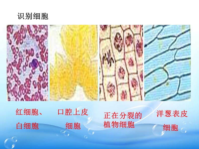 高一生物细胞的多样性和统一性.ppt_第2页