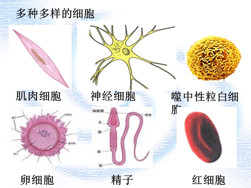 高一生物细胞的多样性和统一性.ppt_第3页