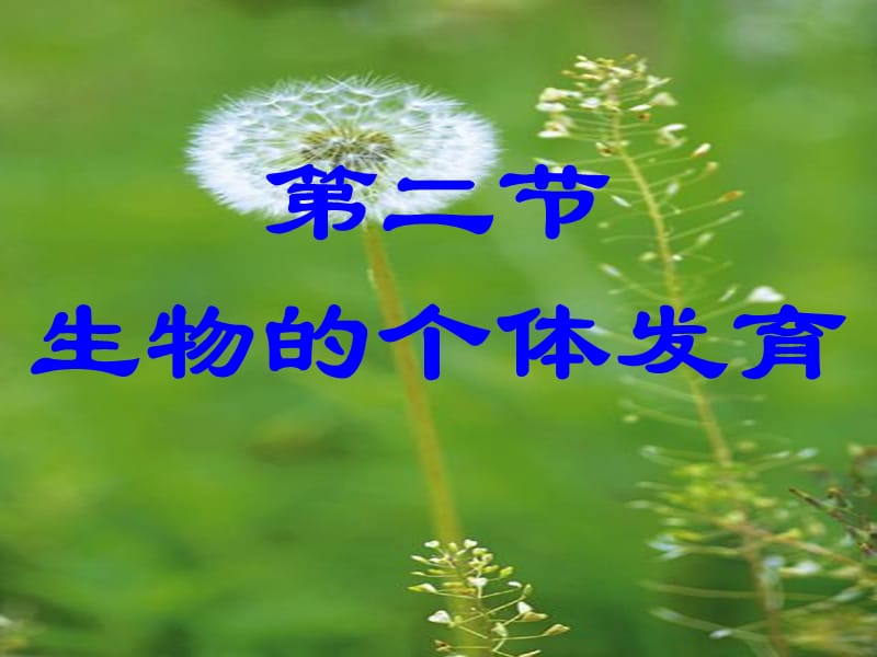 被子植物个体发育课件(较好).ppt_第1页