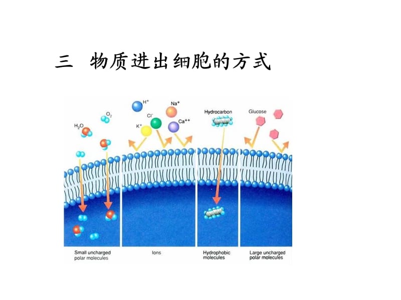 三物質(zhì)進(jìn)出細(xì)胞的方式.ppt_第1頁