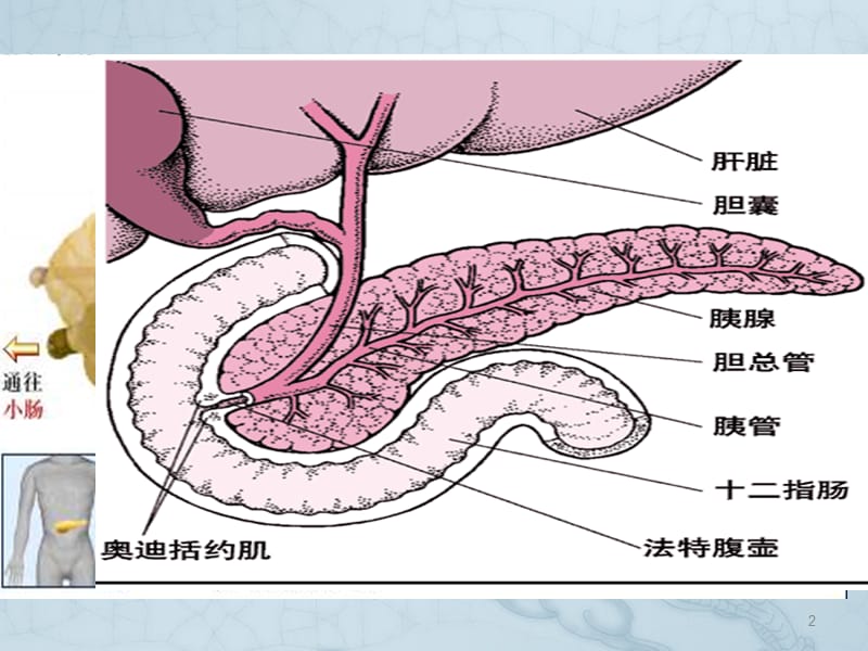 胰腺的解剖及生理功能ppt课件_第2页