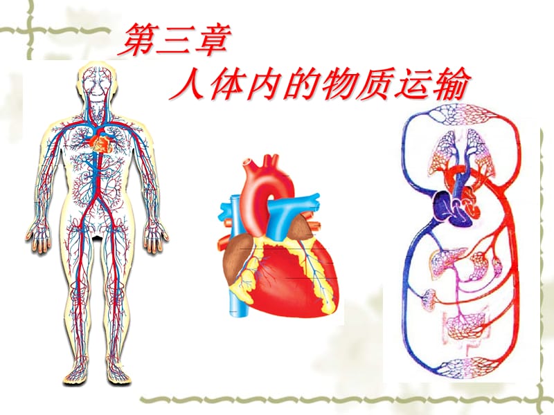 生物：人体内的物质运输复习课件济南版七年级下.ppt_第1页