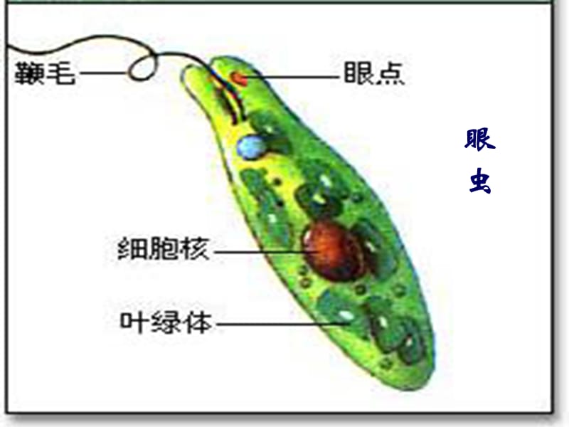 江苏省如皋市七年级生物下册 9.3单细胞的生物体课件（新版）苏科版.ppt_第3页