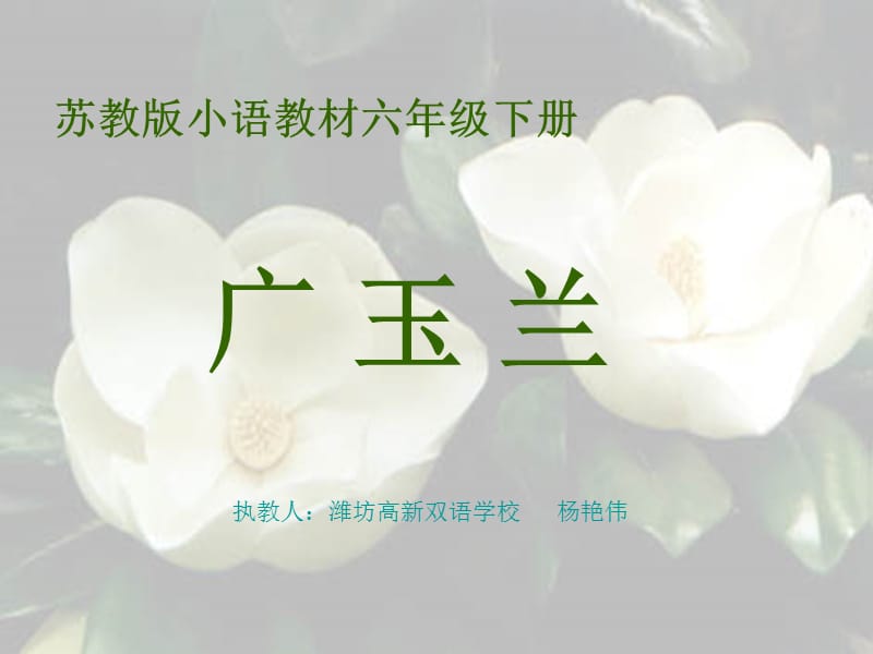 苏教版小学六年级语文广玉兰(杨艳伟).ppt_第1页