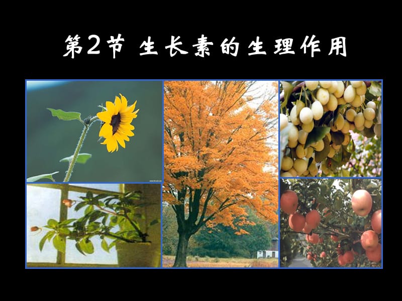 《植物的生理作用》PPT课件.ppt_第1页