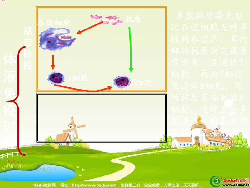 高二生物细胞免疫和体液免疫.ppt_第3页