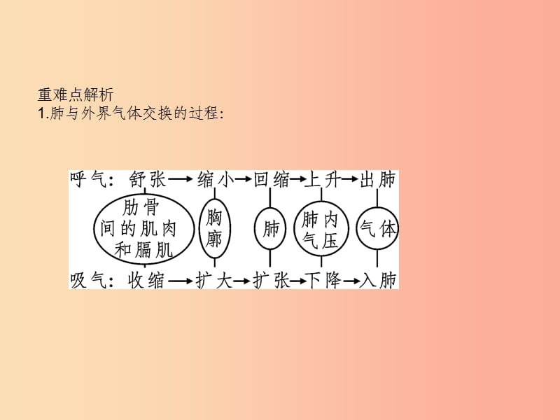 七年级生物下册 第四单元 第三章 第二节 发生在肺内的气体交换习题课件 新人教版.ppt_第3页