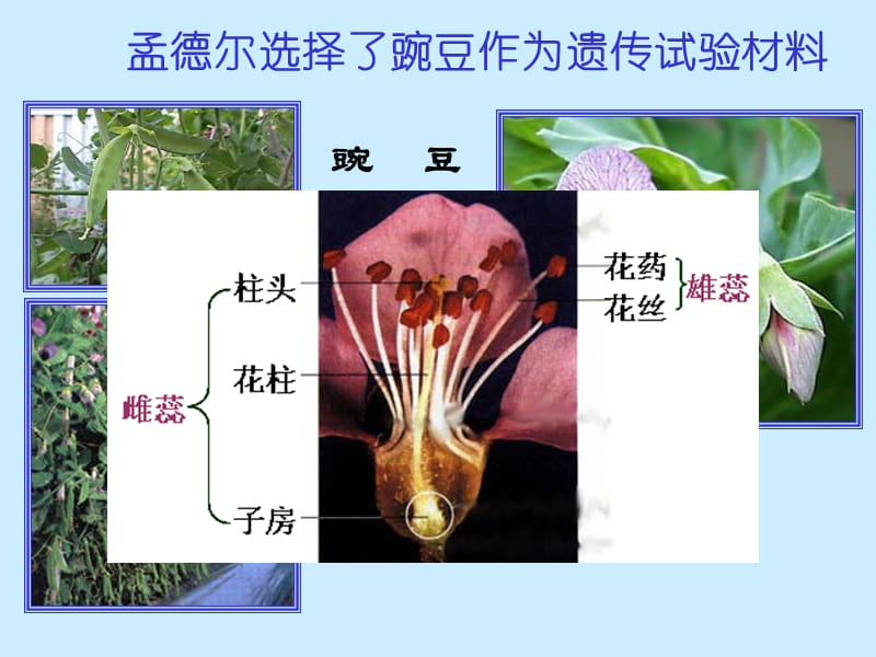 高一生物必修二第一节第一课时.ppt_第3页