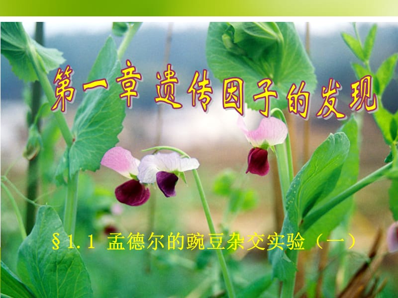 高一生物必修2分离定律.ppt_第2页