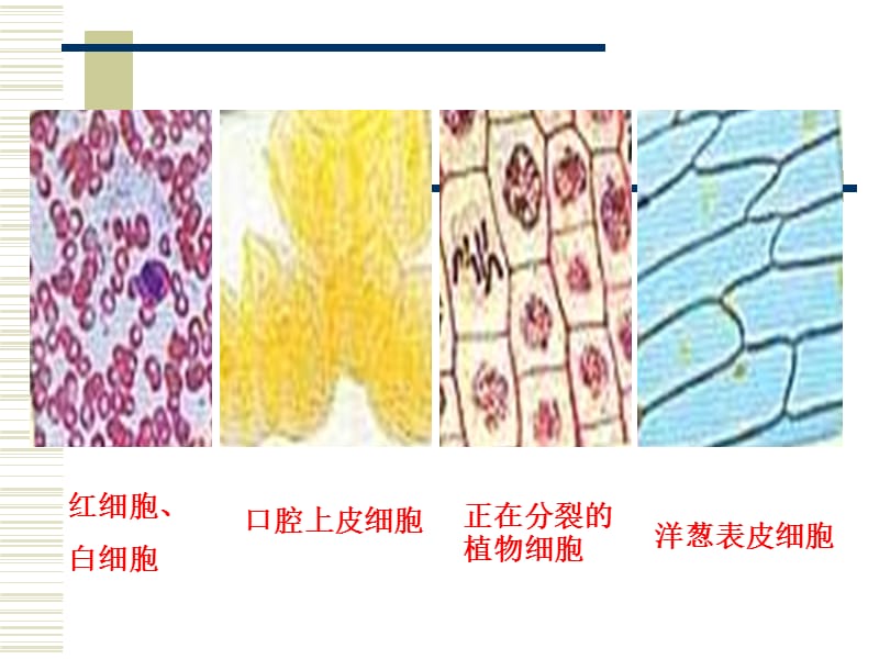 细胞的多样性和统一性(人教).ppt_第3页