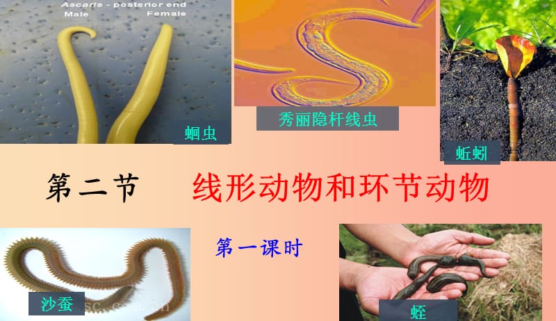 八年級生物上冊 5.1.2《線形動物和環(huán)節(jié)動物》課件1 新人教版.ppt_第1頁