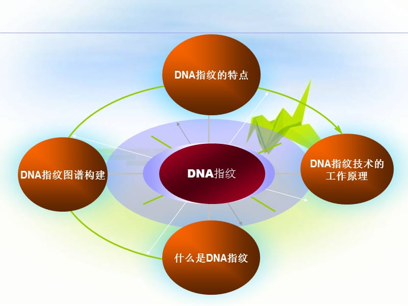 DNA指纹的遗传机理及检测方法.ppt_第2页