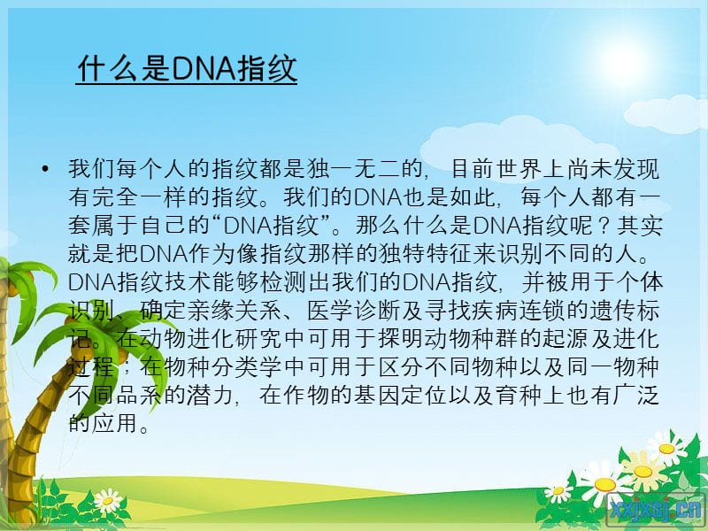 DNA指纹的遗传机理及检测方法.ppt_第3页