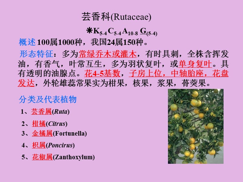 《芸香科Rutacea》PPT课件.ppt_第1页