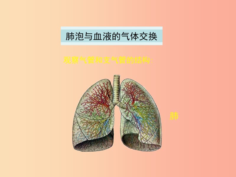 河南省荥阳市七年级生物下册 3.2发生在肺内的气体交换（第2课时）课件 新人教版.ppt_第2页