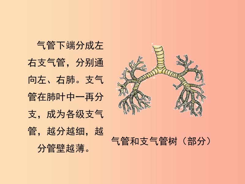 河南省荥阳市七年级生物下册 3.2发生在肺内的气体交换（第2课时）课件 新人教版.ppt_第3页