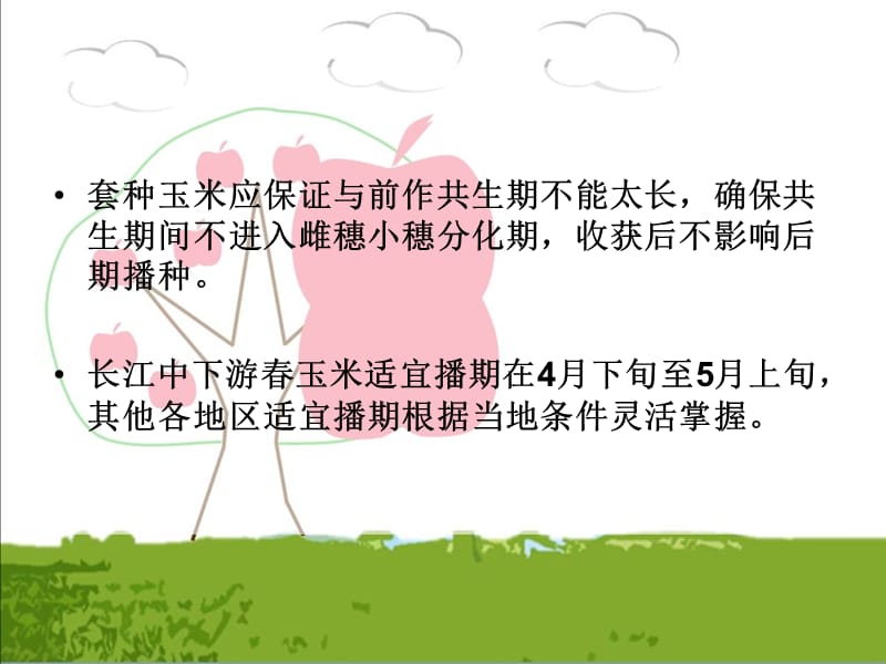 《玉米的播种技术》PPT课件.ppt_第3页