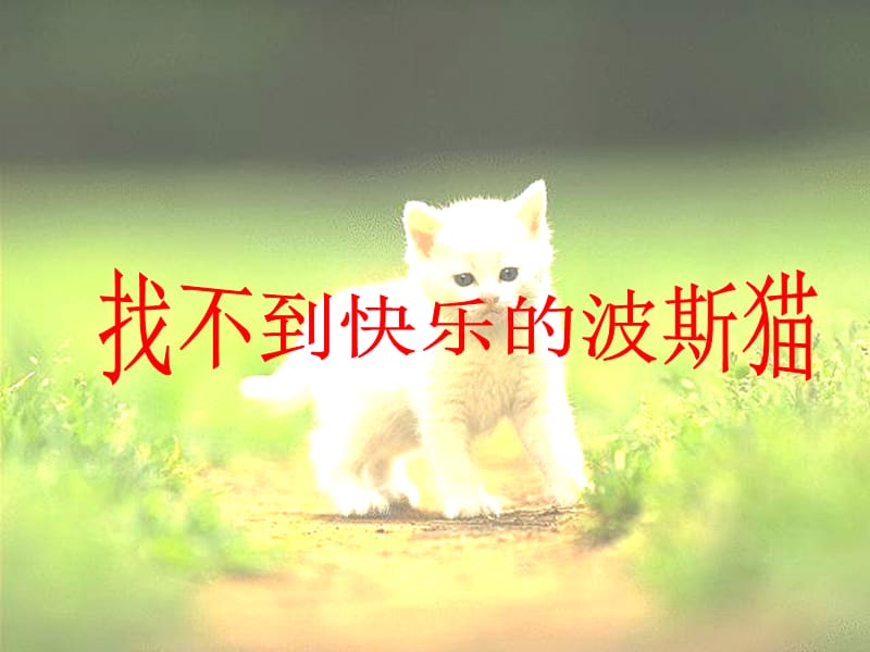 《找不到快乐的猫》PPT课件.ppt_第1页