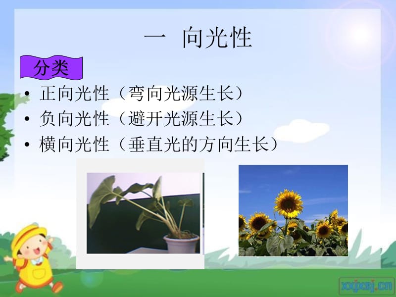 《植物旳向性运动》PPT课件.ppt_第3页