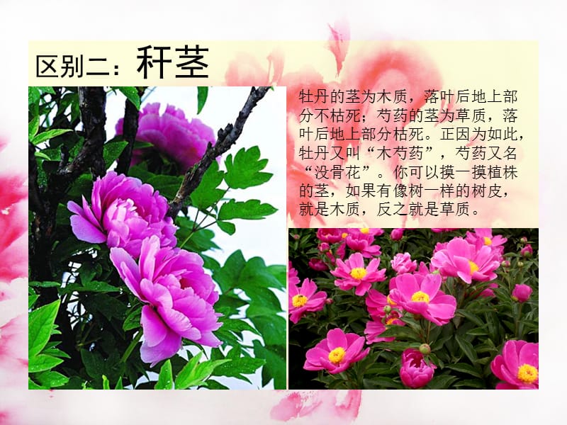 《区别牡丹与芍药》PPT课件.ppt_第3页