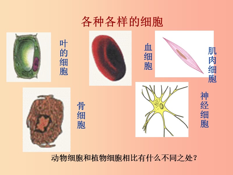 七年级生物上册第二单元第一章第三节动物细胞课件 新人教版.ppt_第3页