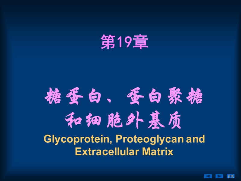 糖蛋白、蛋白聚糖和细胞外基质.ppt_第1页