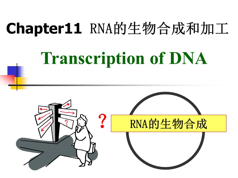 BiochemistryBRNA的生物合成和加工.ppt_第2页