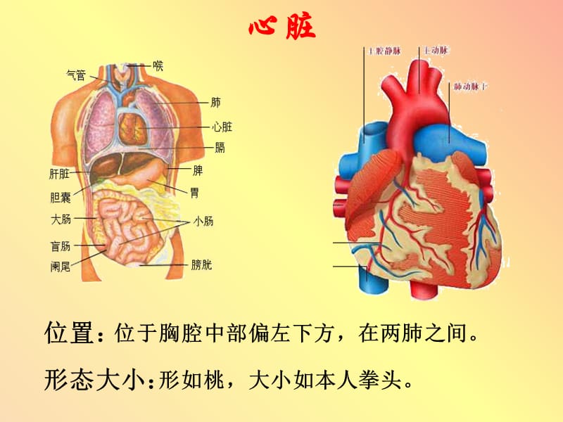 七年级生物下册 4.4.3输送血液的泵——心脏课件 新人教版.ppt_第3页