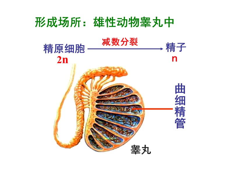 生殖细胞的形成.ppt_第1页